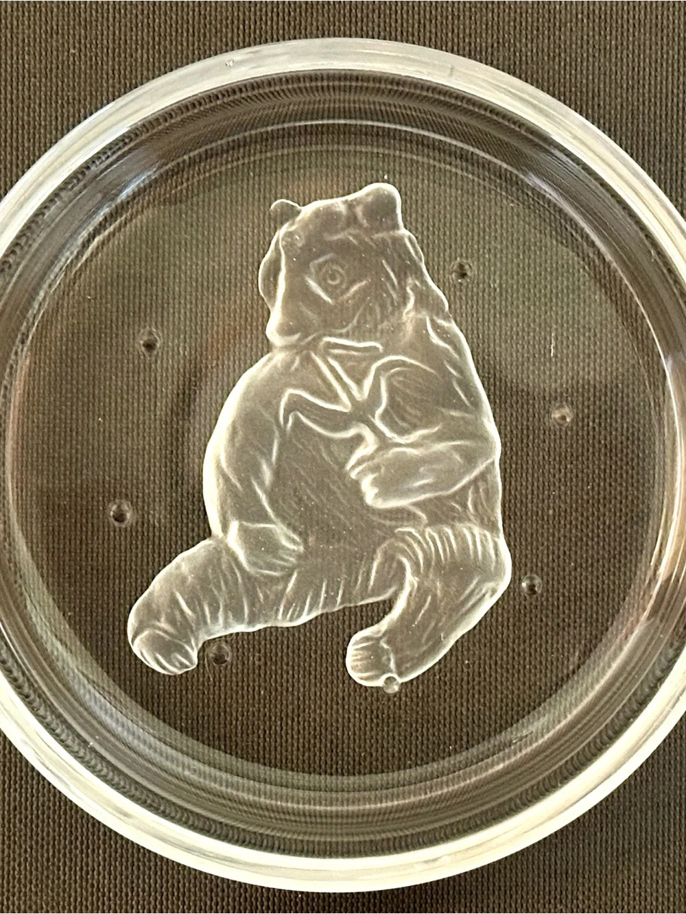 Val St Lambert Crystal Coasters Set 6 Endangered Wildlife Animals Frosted VTG
